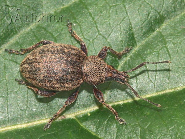 Otiorhynchus ligustici