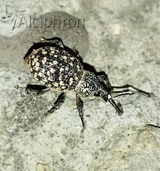 Otiorhynchus conspersus