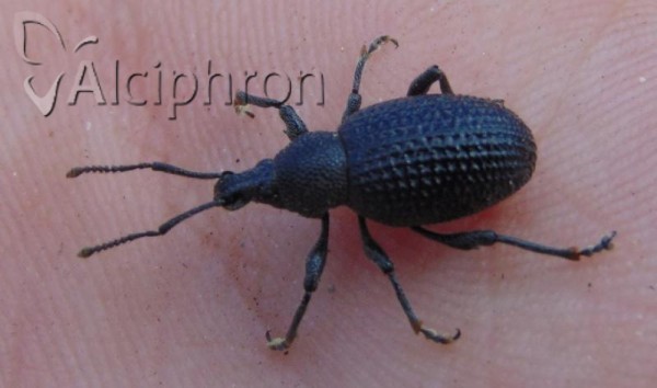 Otiorhynchus pinastri