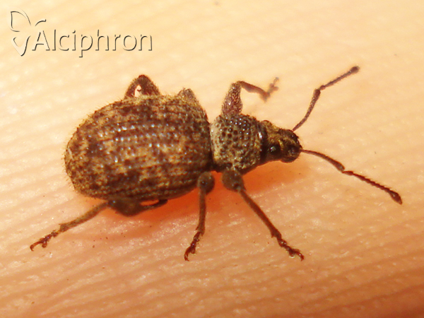 Otiorhynchus crataegi