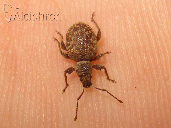 Otiorhynchus crataegi