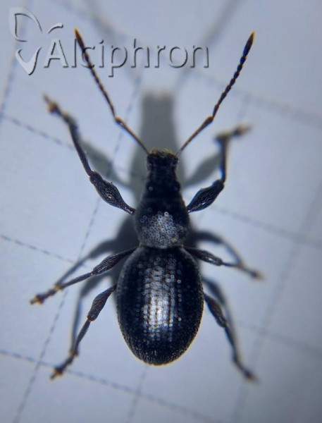 Otiorhynchus ovalipennis