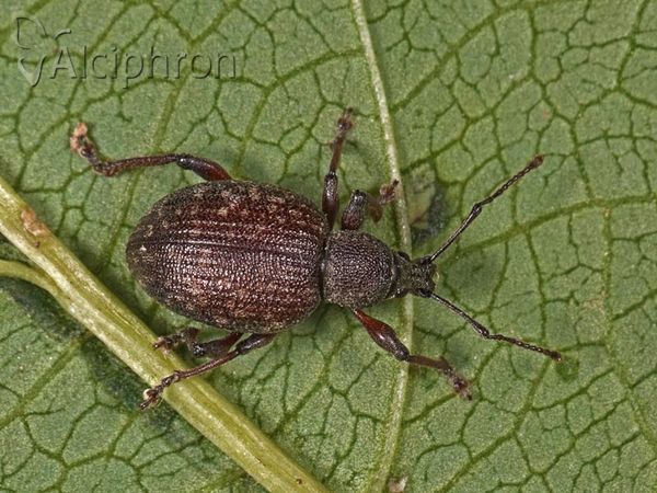 Dodecastichus inflatus