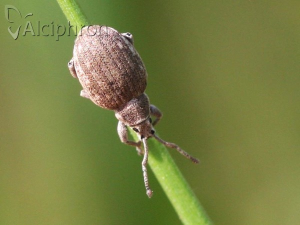 Peritelus familiaris