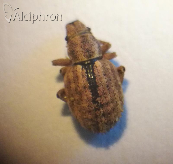 Strophosoma melanogrammum