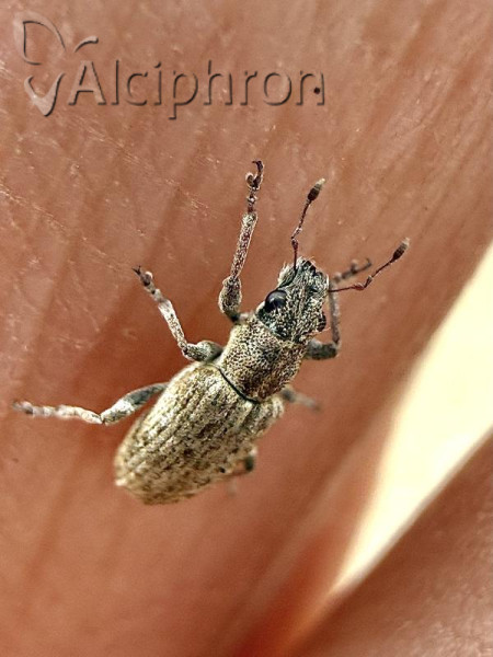Sitona callosus