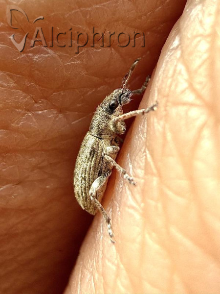 Sitona callosus