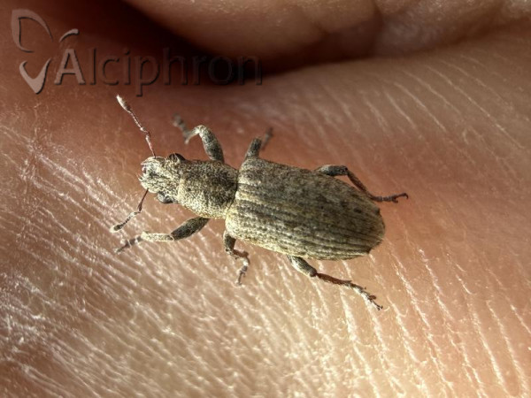 Sitona callosus