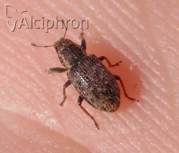 Sitona hispidulus