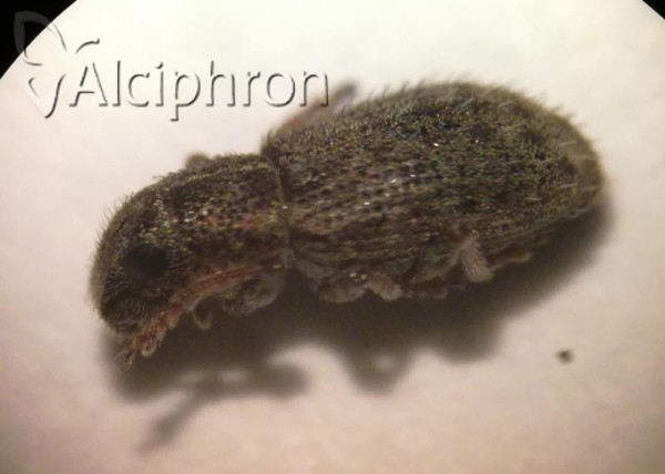 Sitona hispidulus