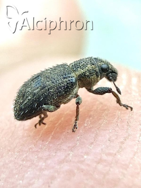Sitona hispidulus
