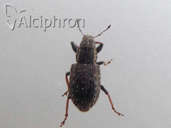Sitona hispidulus