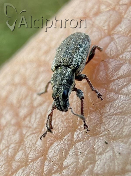 Sitona hispidulus