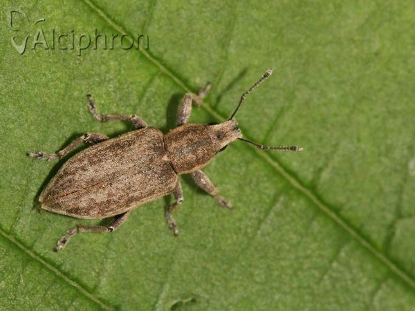 Sitona humeralis
