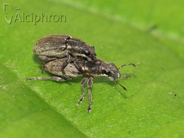 Sitona humeralis