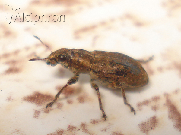 Sitona lepidus