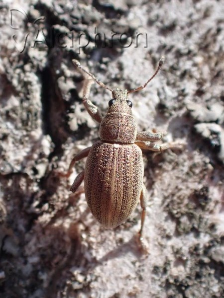 Sitona lineatus