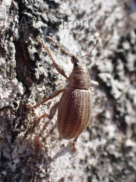Sitona lineatus