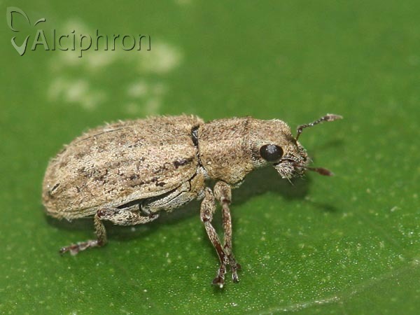 Sitona macularius