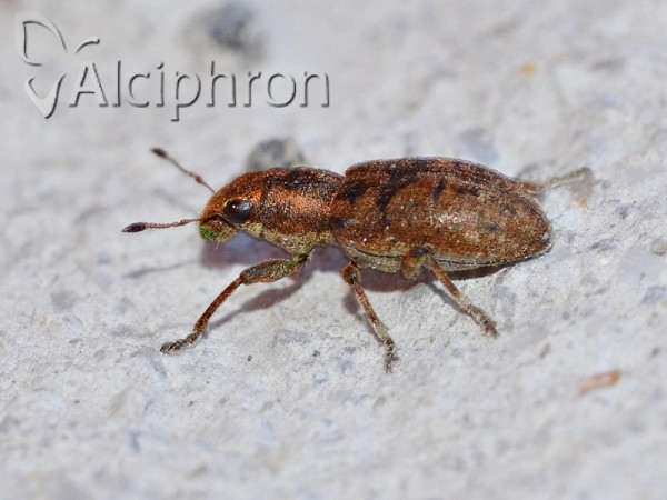 Sitona obsoletus