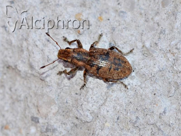 Sitona obsoletus