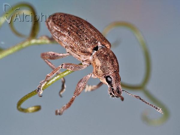 Tanymecus palliatus