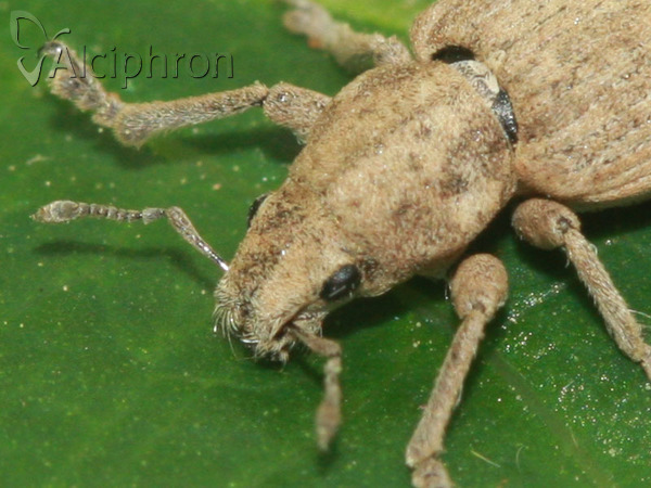 Tanymecus dilaticollis