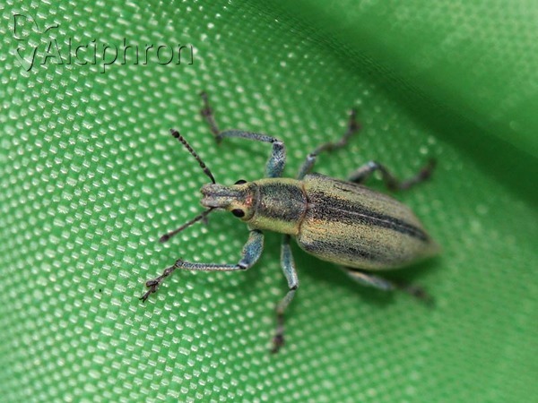 Chlorophanus excisus