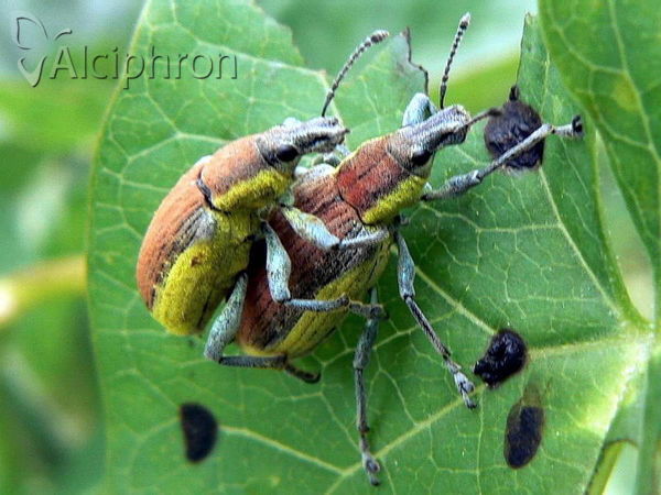 Chlorophanus graminicola