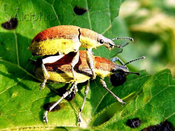 Chlorophanus graminicola