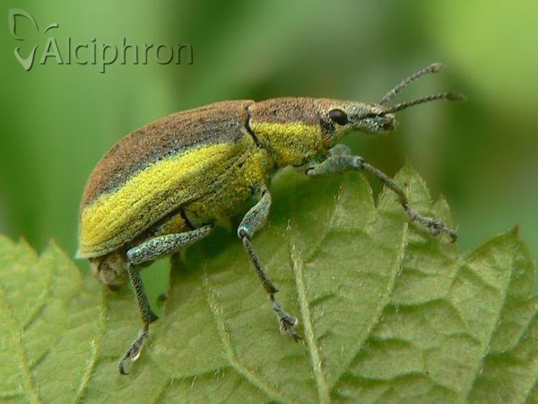 Chlorophanus graminicola