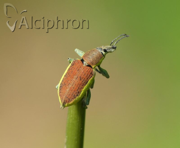 Chlorophanus graminicola
