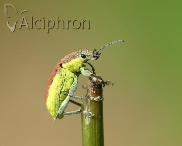 Chlorophanus graminicola