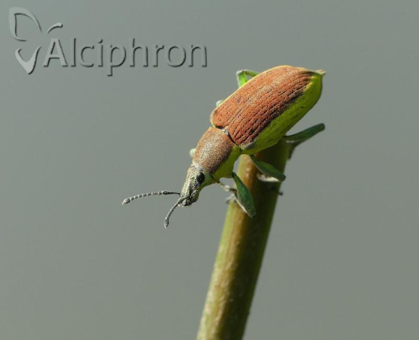 Chlorophanus graminicola