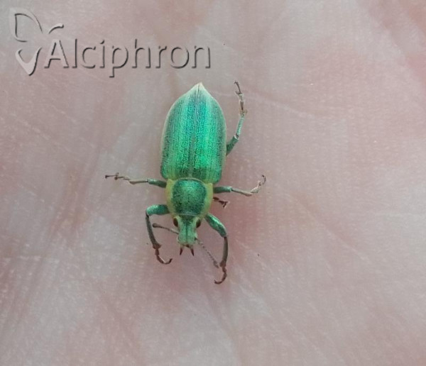 Chlorophanus viridis