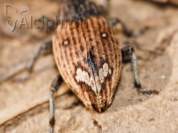 Graptus kaufmanni