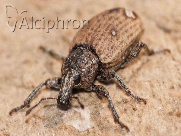 Graptus kaufmanni