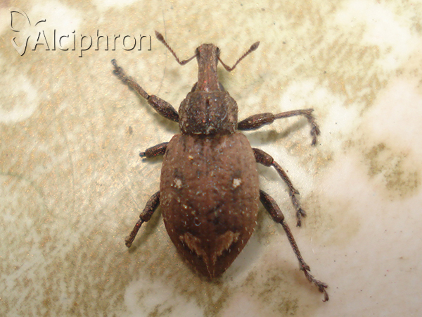 Graptus triguttatus