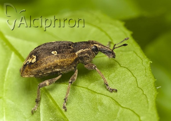 Graptus triguttatus