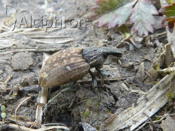 Graptus triguttatus