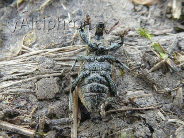 Graptus triguttatus