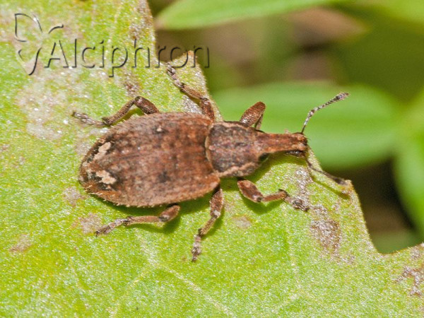 Graptus weberi