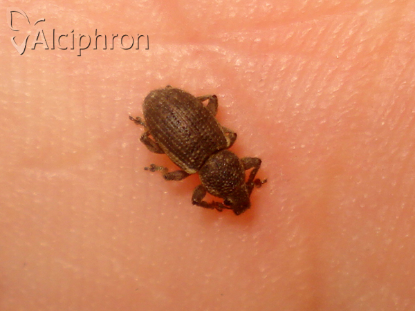 Mesagroicus obscurus