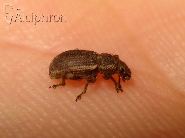 Mesagroicus obscurus