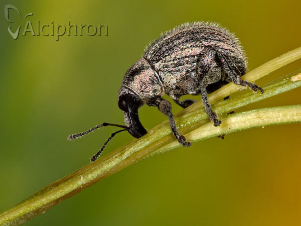 Apsis albolineata