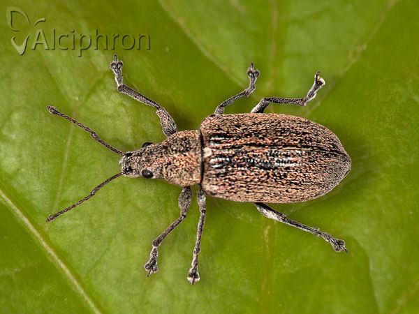 Phyllobius pyri