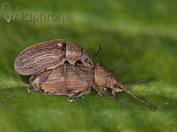 Phyllobius pyri