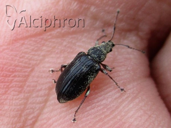Phyllobius pyri