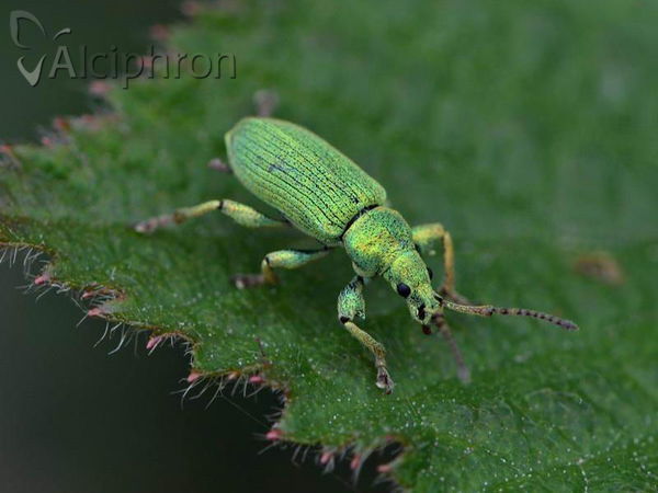 Phyllobius thalassinus