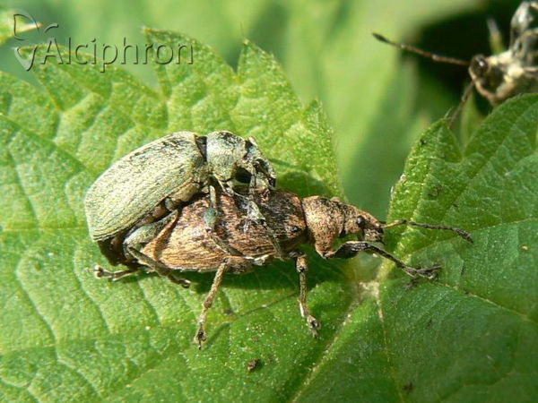 Phyllobius argentatus